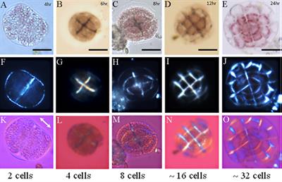 Ontogeny and Early Steps of the Calcification Process in Coralline Algae Lithophyllum corallinae (Florideophyceae, Rhodophyta)